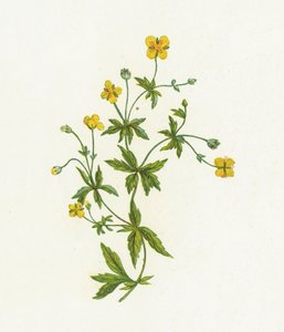 Blutwurz, Tormentilla Officinalis